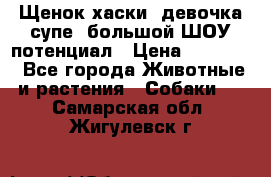 Щенок хаски, девочка супе, большой ШОУ потенциал › Цена ­ 50 000 - Все города Животные и растения » Собаки   . Самарская обл.,Жигулевск г.